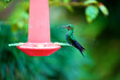 Colibri, costa Rica