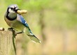 Blue Jay