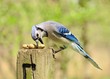 Blue Jay
