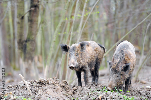 Photo: Wild boar Wild boar