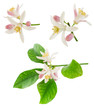 Blossoming branches of a lemon tree