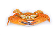 Steamed crab,seafood from asia Steamed crab,seafood from asia