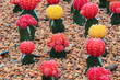 Colorful cactus on gravel ground Colorful cactus on gravel ground