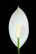 Peace lily bloom isolated on black Peace lily bloom isolated on black