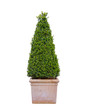 Boxwood