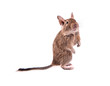 Young degu (4 months)