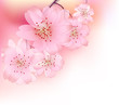 background with flowering branch sacura spring background with flowering branch sacura spring