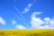 菜の花畑と飛行機雲