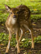 Little baby deer in Bogor, Indonesia