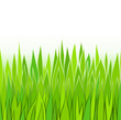 Seamless green grass patterns Seamless green grass patterns