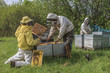 Foto: apiculture apiculture