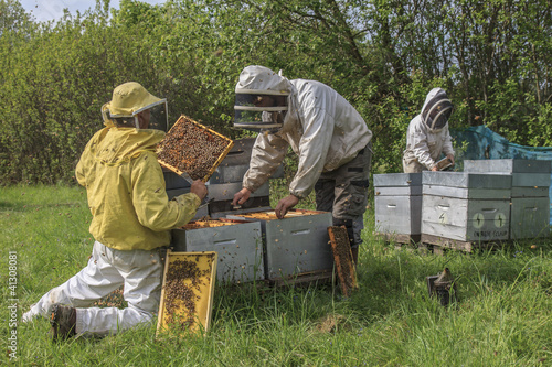 Photo: apiculture apiculture