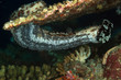 Photo: Graeffe's Sea Cucumber, Maldives Graeffe's Sea Cucumber, Maldives