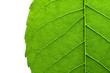 green leaf texture