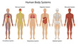 Human body systems