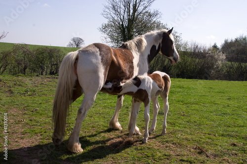 Photo: Foal suckling Foal suckling