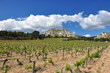 VITICULTURE DANS LES ALPILLES