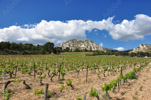 Foto: VITICULTURE DANS LES ALPILLES VITICULTURE DANS LES ALPILLES