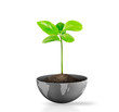 Green plant on Earth