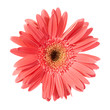 Red flower gerbera Red flower gerbera