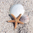 shells on sand