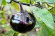 Aubergine