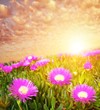Beautiful sky over flower field.