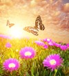 Butterflies over flower field.