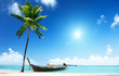 palm on island