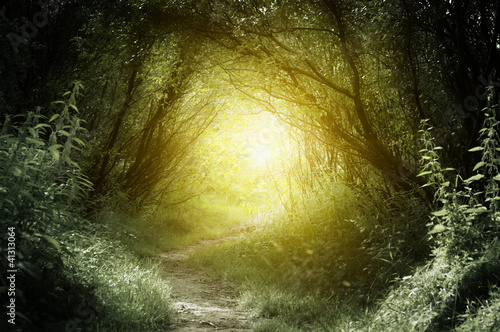 Foto: way in deep forest way in deep forest