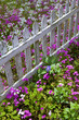 Jardin, printemps, parc, barrière, jardinage, fleurs