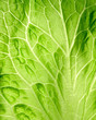 leaf of salad