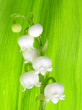 Lily of the Valley