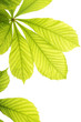 Fresh chestnut leafs