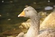 wide goose