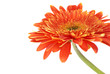 Red flower gerbera Red flower gerbera