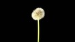 Time-lapse Of Growing And Opening Dandelion (Taraxacum)