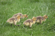les petits poussins