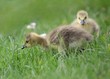 le poussin