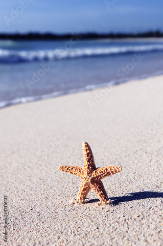 Foto: caribbean sea star caribbean sea star