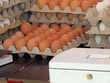 Eier