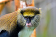 Lowes Guenon Lowes Guenon