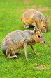 Patagonian Hare Patagonian Hare