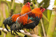 Bantam Cockerel Bantam Cockerel