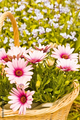 Foto: Frühling Frühling