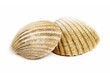 Sea shells on white background