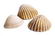 Sea shells on white background Sea shells on white background