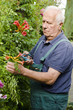 Senior bei der Gartenarbeit