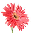 Red flower gerbera Red flower gerbera