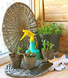 Growing of plants on a balcony.